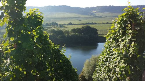 Scenic view of landscape with trees in background