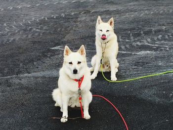 Portrait of a dog