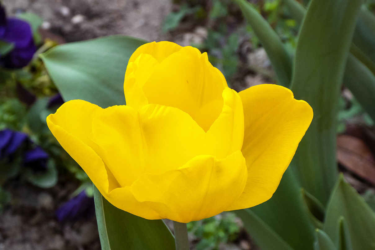 flowering plant, flower, plant, yellow, beauty in nature, petal, freshness, close-up, flower head, inflorescence, fragility, nature, growth, tulip, focus on foreground, no people, leaf, plant part, springtime, vibrant color, outdoors, day, blossom, botany, garden, plant stem