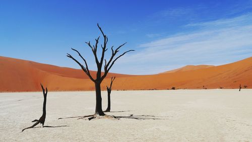 Bare tree on landscape against blue sky