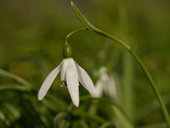 Close-up of flower blooming outdoors