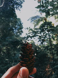 Close-up of hand holding pine cone against trees