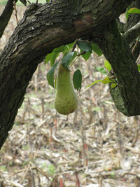 Close-up of fruits growing on tree