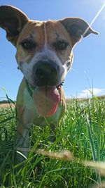 Close-up portrait of a dog on field