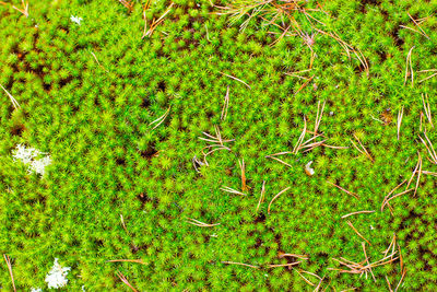 Plants on grass