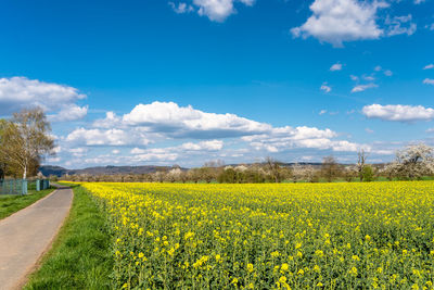 Ripened rapeseed on a field in western germany, in the background a blue sky with white clouds.