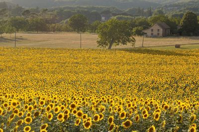 Scenic view of yellow flowers on field