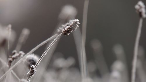 Close-up of frost on plant at field