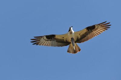 Low angle view of eagle flying against clear blue sky