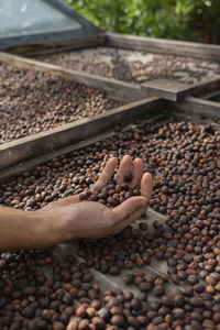 Mano sosteniendo café en grano