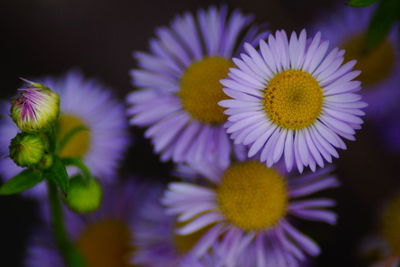 Close-up of flowers in garden