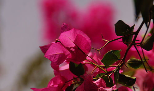 Close-up of pink flowers