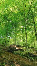 Trees in forest