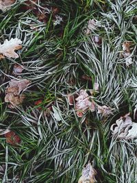 Close-up of tree branches