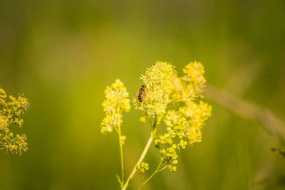 Close-up of bee pollinating on yellow flower