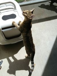 High angle view of cat on road