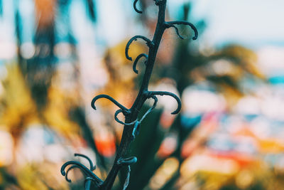 Close-up of chain hanging on metal