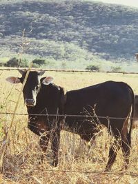 Horse in farm