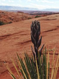 Close-up of succulent plant on field