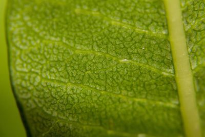 Full frame shot of wet leaf