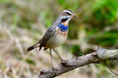 Close-up of bird perching on branch