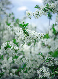 Close-up of white flowers