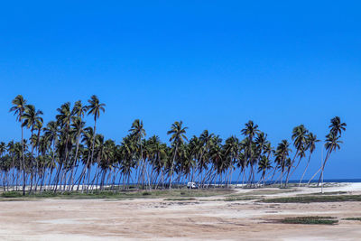 Palm trees on beach against clear blue sky