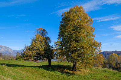 Trees on field against sky during autumn