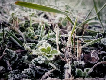 Close-up of plants