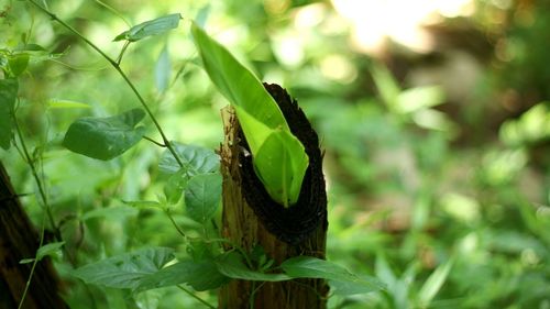 Close-up of butterfly on plant