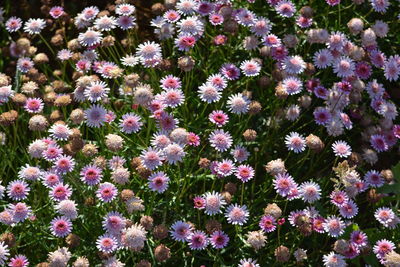 Close-up of pink flowers