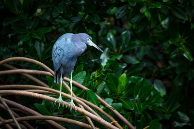 Close-up of heron perching on tree