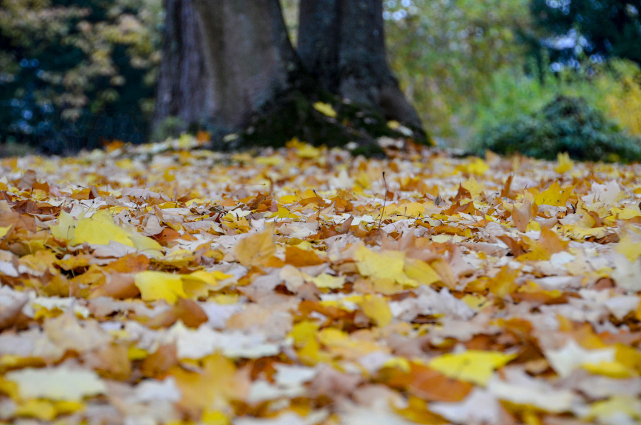 CLOSE-UP OF AUTUMN LEAVES