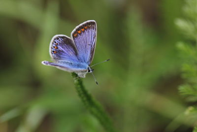 Close-up of insect