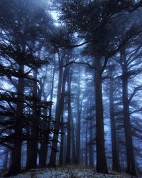 View of trees in forest