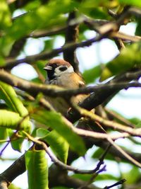 Low angle view of bird perching on tree