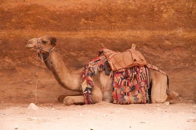 Camel in petra