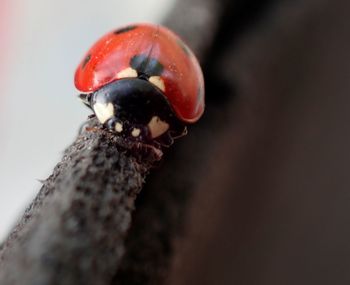 Close-up of ladybug on a tree