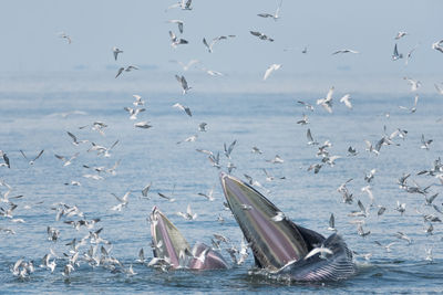 Seagulls flying over sea