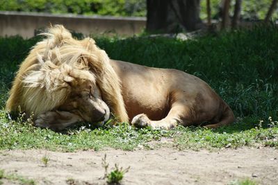 Lion relaxing on grassy field