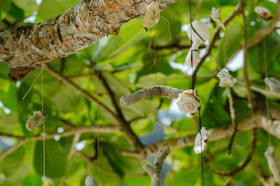 Close-up of butterfly on leaves