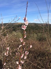 Close-up of cherry blossoms on field against sky