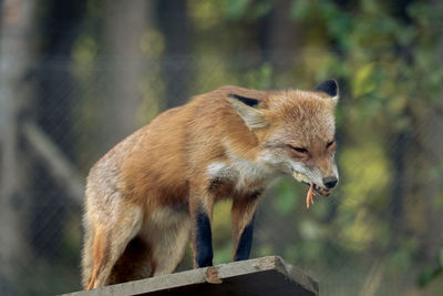 Close-up of squirrel on tree