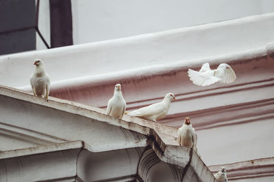 Low angle view of pigeons perching on roof