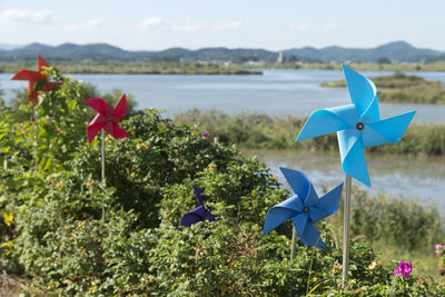 Close-up of flowers on field against sky