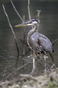 High angle view of gray heron on lake