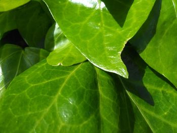 Close-up of green leaves