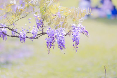 Close-up of purple flowers on tree