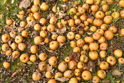 Full frame shot of oranges at market