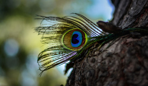 Close-up of butterfly on tree trunk